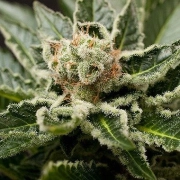 Shark Attack Feminized cannabis flower bud by DinaFem Seeds