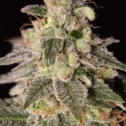Shark Shock CBD Feminized cannabis flower bud by DinaFem Seeds
