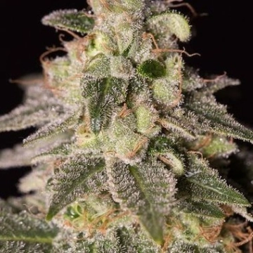 Shark Shock CBD Feminized cannabis flower bud by DinaFem Seeds