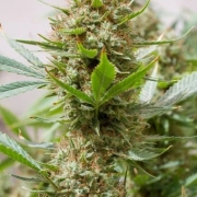 Strawberry Amnesia Feminized cannabis flower bud by DinaFem Seeds