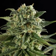 Super Critical Haze Feminized cannabis flower bud by DinaFem Seeds