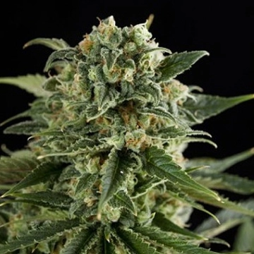 Super Critical Haze Feminized cannabis flower bud by DinaFem Seeds