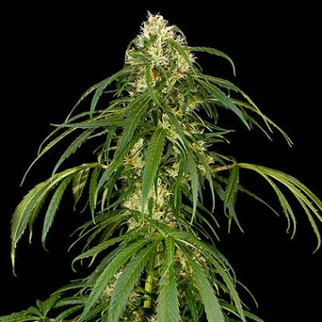 Super Silver Haze Feminized cannabis flower bud by DinaFem Seeds