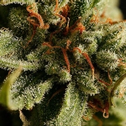 Sweet Deep Grapefruit Feminized cannabis flower bud by DinaFem Seeds
