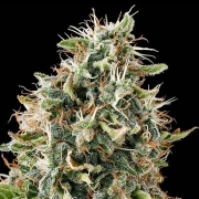White Siberian Feminized cannabis flower bud by DinaFem Seeds