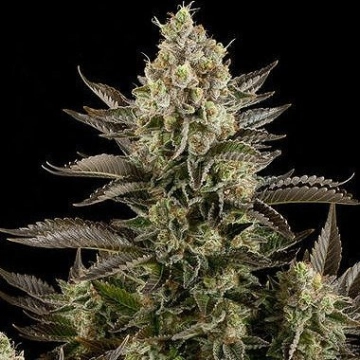 White Widow Feminized cannabis flower bud by DinaFem Seeds