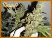 Afghan Cow Feminized cannabis flower bud by Dr Krippling