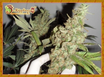 Afghan Cow Feminized cannabis flower bud by Dr Krippling