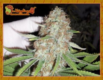 Blue Kripple Feminized cannabis flower bud by Dr Krippling