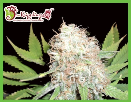 Bud Bud Bling Tingz – Dr Krippling – Feminized