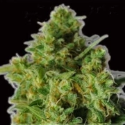 Bulk Smash Auto Autoflowering cannabis flower bud by Dr Krippling