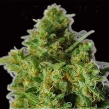 Bulk Smash Auto Autoflowering cannabis flower bud by Dr Krippling