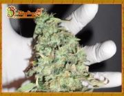 Buzz Light Gear Feminized cannabis flower bud by Dr Krippling