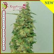 Chemdog Millionaire Feminized cannabis flower bud by Dr Krippling