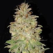 Chocolate Orange Auto Autoflowering cannabis flower bud by Dr Krippling