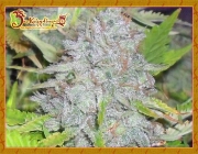 Delhi Friend Feminized cannabis flower bud by Dr Krippling
