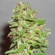 Dizzy Lights Auto Autoflowering cannabis flower bud by Dr Krippling