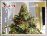 Ganj-Nam Style Feminized cannabis flower bud by Dr Krippling