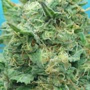 Grand Heft Auto Autoflowering cannabis flower bud by Dr Krippling