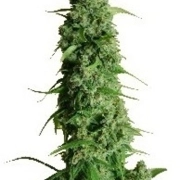 Guy's Girl Scout Cookie Glue Auto Autoflowering cannabis flower bud by Dr Krippling