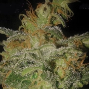 Incredible Bulk Auto Autoflowering cannabis flower bud by Dr Krippling