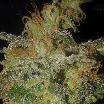 Incredible Bulk Auto Autoflowering cannabis flower bud by Dr Krippling