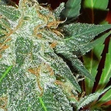 Jumping Black Dash Auto Autoflowering cannabis flower bud by Dr Krippling