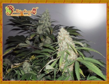 Kripple Roulette Feminized cannabis flower bud by Dr Krippling