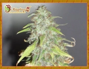 Kripple Shock Feminized cannabis flower bud by Dr Krippling