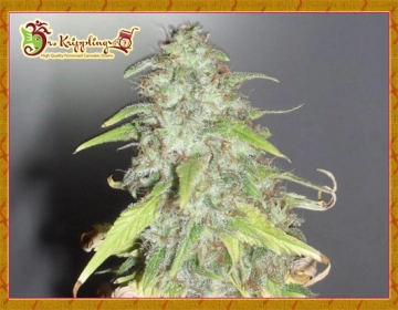 Kripple Shock Feminized cannabis flower bud by Dr Krippling