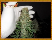 Mango Chutney Feminized cannabis flower bud by Dr Krippling