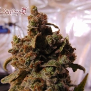 Mind CanTrol  Feminized cannabis flower bud by Dr Krippling