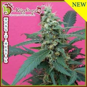 Mong-U-Mental Feminized cannabis flower bud by Dr Krippling