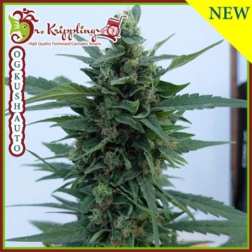 OG Kush Auto Autoflowering cannabis flower bud by Dr Krippling