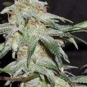 Pickled Diesel Auto Autoflowering cannabis flower bud by Dr Krippling