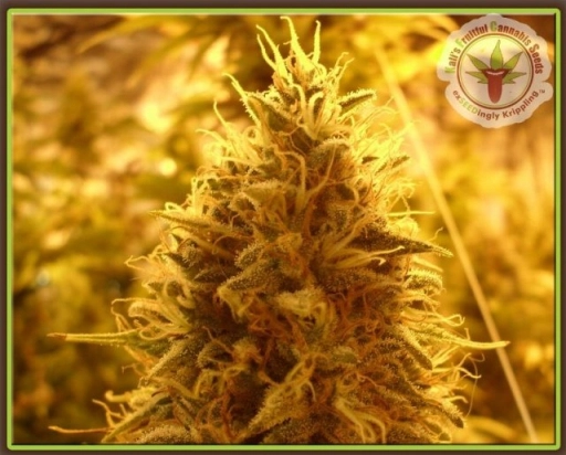 Puff Puff Pass Out – Dr Krippling – Feminized