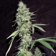Sonic Bloom Auto Autoflowering cannabis flower bud by Dr Krippling