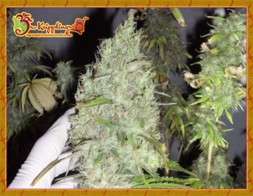The Incredible Bulk Feminized cannabis flower bud by Dr Krippling