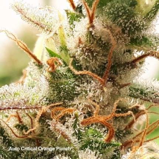Auto Critical Orange Punch – Dutch Passion – Autoflowering