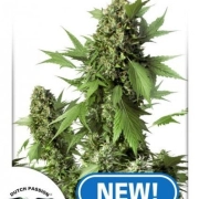 Auto Duck Autoflowering cannabis flower bud by Dutch Passion