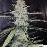 Auto Ultimate Autoflowering cannabis flower bud by Dutch Passion