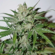 Auto Xtreme Autoflowering cannabis flower bud by Dutch Passion