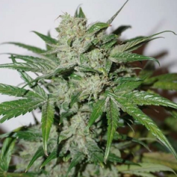 Auto Xtreme Autoflowering cannabis flower bud by Dutch Passion