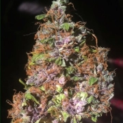 Auto Blackberry Kush Autoflowering cannabis flower bud by Dutch Passion