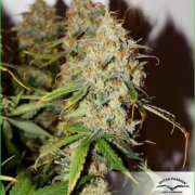 Auto Brooklyn Sunrise Autoflowering cannabis flower bud by Dutch Passion
