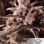Auto Colorado Cookies Autoflowering cannabis flower bud by Dutch Passion