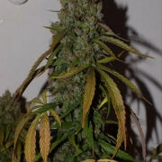 Auto Daiquiri Lime Autoflowering cannabis flower bud by Dutch Passion