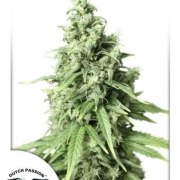 Auto Durban Poison Autoflowering cannabis flower bud by Dutch Passion