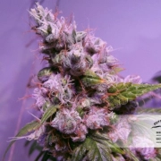 Auto Euphoria Autoflowering cannabis flower bud by Dutch Passion