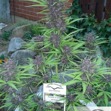 Auto Frisian Dew Autoflowering cannabis flower bud by Dutch Passion